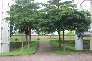 广医绿树成荫的宁静园区小道