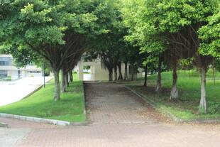 广医林荫小道的静谧风景