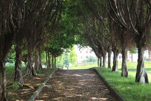 广医林间幽径 绿意盎然