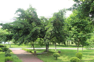 广医绿意盎然的公园小径