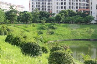 广医城市中的绿意盎然景观