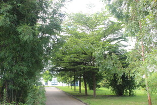 广医林间漫步道 绿意盎然之景