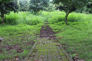 广医林间砖径 绿意盎然