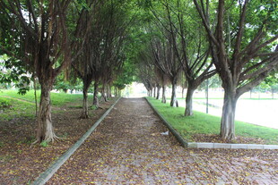 广医林荫步道 静谧自然之景