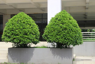 广医两株造型绿植