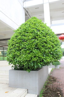 广医方形花箱中的葱郁绿植