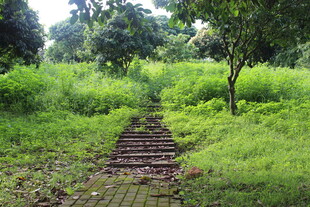 广医林间砖径 绿意盎然的小径