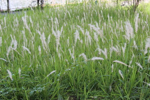 广医风中摇曳的白色蒲苇草