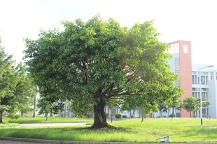 广医校园中葱郁大树与建筑