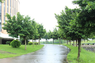 广医雨后清新的林荫小道