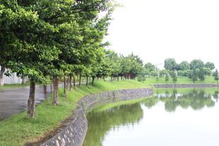 广医河畔绿树成荫的宁静风景