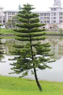 广医湖畔孤植的挺拔松树