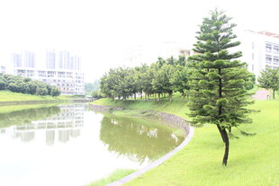 广医湖畔绿树成荫的宁静景致