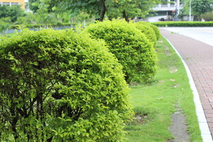 广医路边整齐的绿植景观