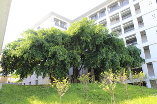 广医校园绿树与现代建筑景观