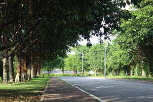 广医林荫大道 静谧自然之路