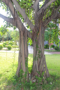 广医粗壮大树扎根绿意草坪