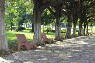 广医林荫下的休闲长椅