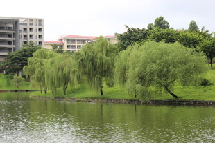 广医湖畔垂柳与远处建筑景观