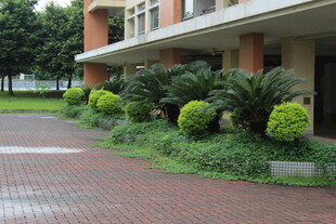 广医校园绿植景观