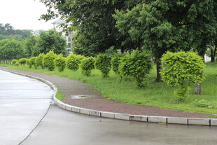 广医路边绿植景观