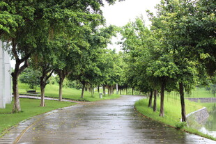 广医雨后林荫小道