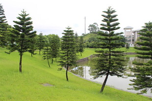 广医湖畔绿树成荫的美丽景致