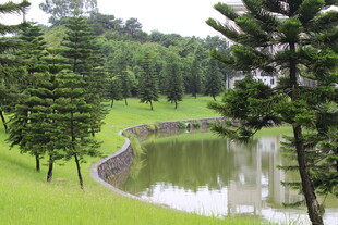 广医湖畔绿意盎然的宁静景致