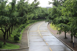 广医雨后林荫路 清新自然景