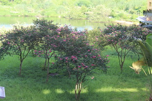 广医花园中的繁花绿树景观