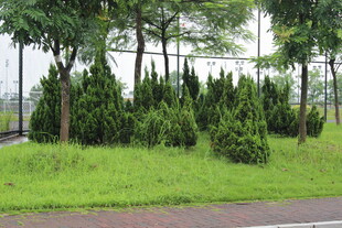 广医路边绿意盎然的树木景观