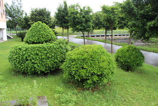 广医修剪整齐的园林绿植景观