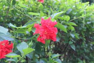 娇艳红玫瑰绽放绿叶间