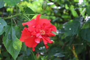 娇艳红花朵绽放绿叶间