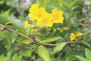 枝头绽放的明艳黄色花朵