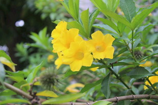 绽放的黄色花卉