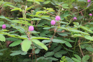 野丛中的粉嫩花朵