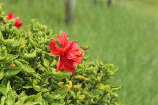 绿叶丛中绽放的艳丽红花