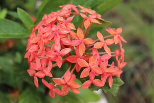 鲜艳橙红色龙船花绽放