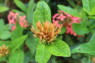 橙红花朵与翠绿叶片植物