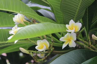 绽放的鸡蛋花与绿叶