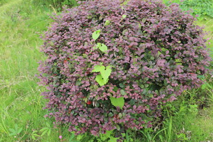 紫色球状花卉绽放于草地