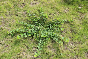 草地上的绿色蕨类植物