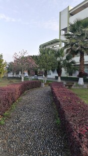 校园小径旁的绿植景观