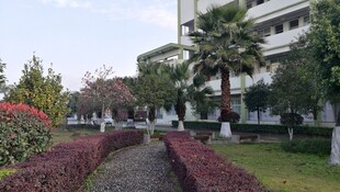 校园内的绿植景观