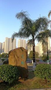城市公园中的巨石与棕榈树