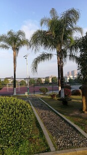 城市中的绿植景观与棕榈树