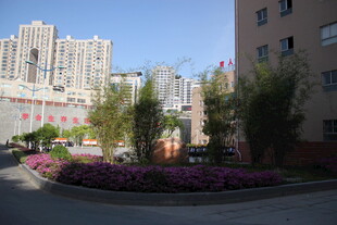 小区内的美丽花卉景观