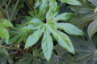 翠绿掌状叶片植物特写