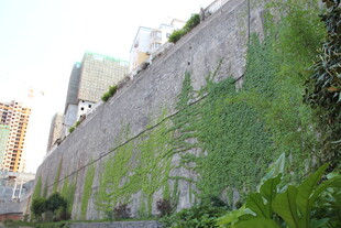 城市中爬满绿植的古老城墙